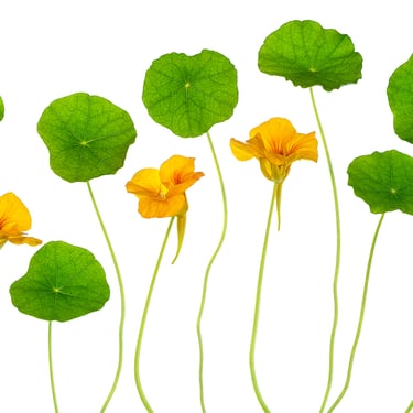Nasturtiums