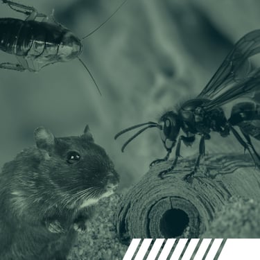 Eradication nuisibles