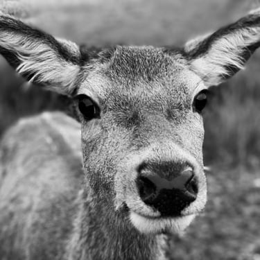 Black and white close up image of a deer