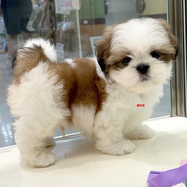 Un alegre cachorro rescatado corre por el soleado patio de un refugio en España.