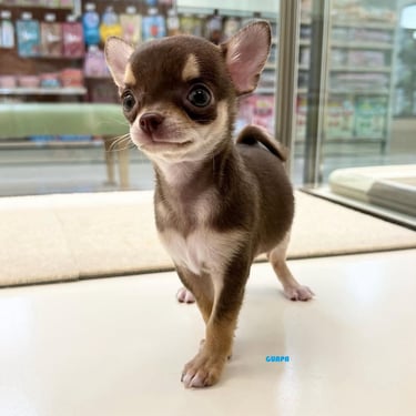 #chihuahuaenadopcion