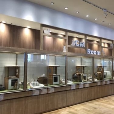 Habitación para gatos