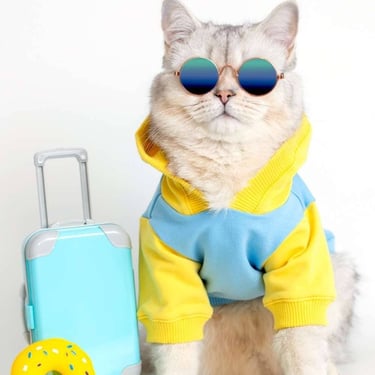 Gato gris vistiendo unos lentes y una chamarra amarilla al lado de una maleta azul
