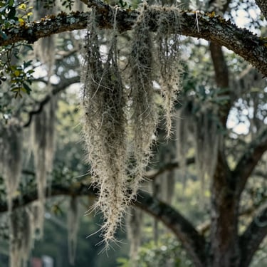 A short cinematic loop of Spanish moss swaying gently in the breeze from a live oak branch, soft background blur.
