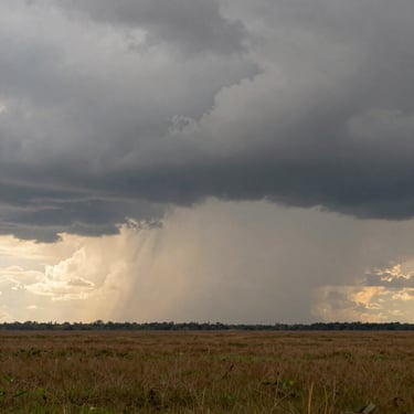 Distant rain clouds moving slowly over the flatwoods horizon, warm light breaking through the edges.