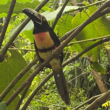 tucan collarejo de yucatan