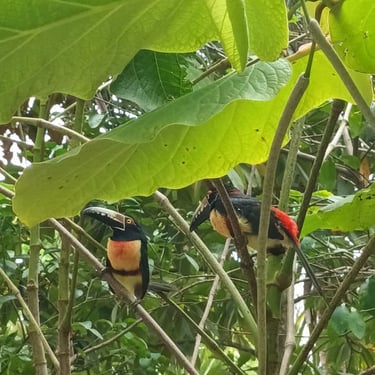 tucanes en el jardin