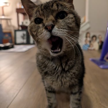 Elderly cat sitting client, Jersey, is waiting on her food and letting me know she is ready to eat!