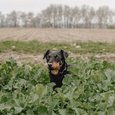 Jagdterrier im Revier Niedersachsen