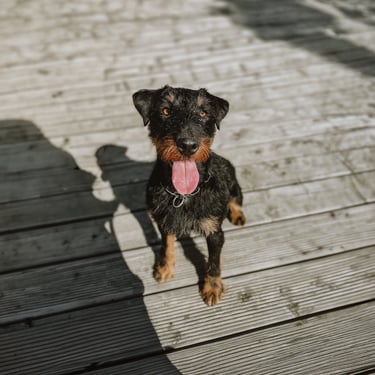 Stöberhund bei Drückjagd