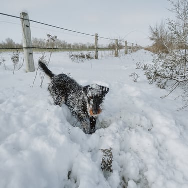 Jagdhund Ausbildung Bauarbeit
