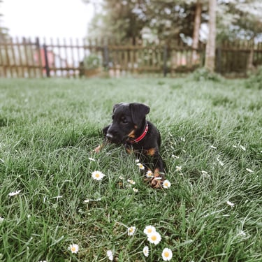 Deutscher Jagdterrier vom Holzmichel