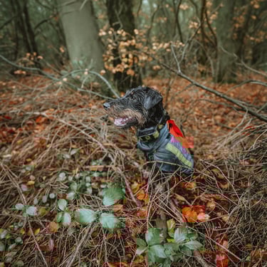 Stöberhund bei Drückjagd