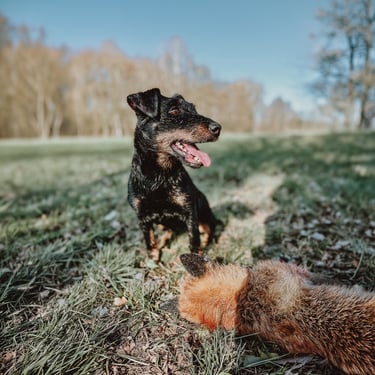 Stöberhund bei Drückjagd