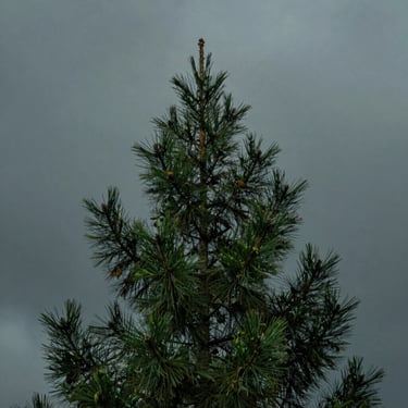 A single green pine branch against a dark moody overcast sky