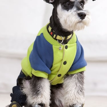 Shnauzer con sweater azul con verde y botones