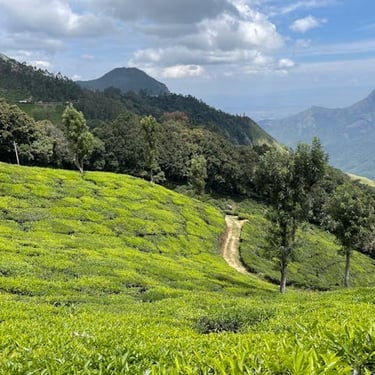 Kerala trip details - A view of the rolling green tea plantations in Munnar, capturing the quiet rhythm of the Western Ghats.