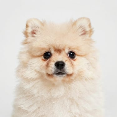 Expressive face of a cream-colored Pomeranian puppy looking directly at the camera, clean light background, soft natural lighting.