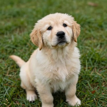 Golden Retriever puppy sitting on green grass, looking up with bright, healthy eyes, natural soft lighting