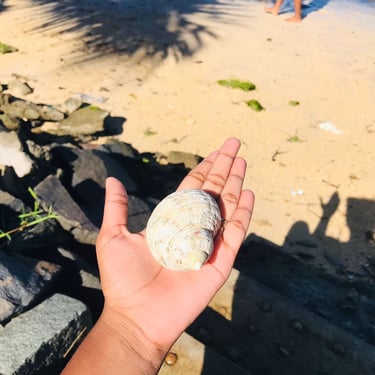 Coquillage observé sur plage à Sainte-Marie Madagascar