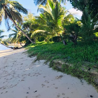 Plage bordée d’arbres tropicaux à Sainte-Marie Madagascar