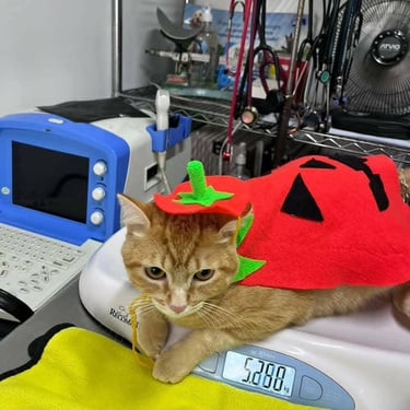 gatito disfrazado de calabaza