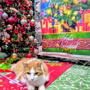 Gatito junto a arbol de navidad