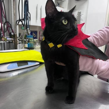 gatito negro disfrazado de dracula