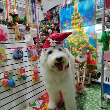 perrito con gorro navideño posando entre el area de accesorios para mascotas