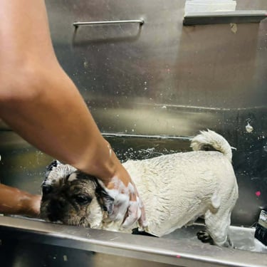 pug recibiendo baño en veterinaria pekes en orizaba