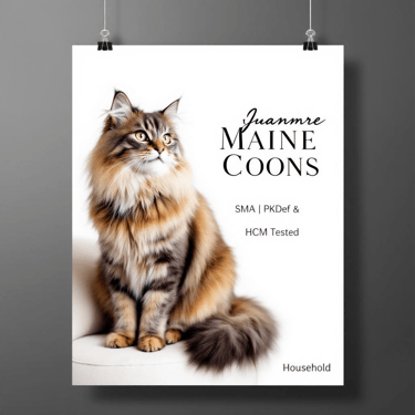 Juannre Maine Coon Cats, we occasionally have quality pedigree maine coon babies available.