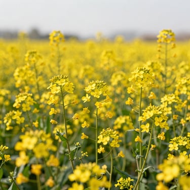 Bright yellow mustard flowers blooming in a vast agricultural field under clear daylight, shallow depth of field