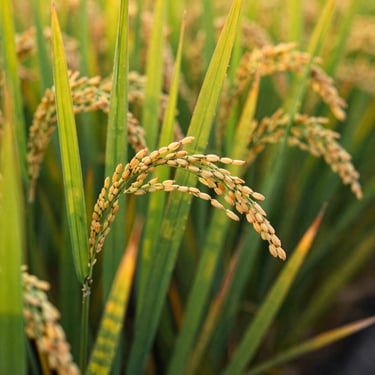 Close-up of vibrant green paddy crops laden with mature rice grains, golden hour sunlight, 35mm