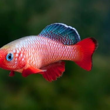 Premium studio-bred red killifish showing vibrant pigment and high color