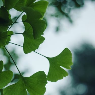 프랑스 디자인 하우스 리에거 Liaigre