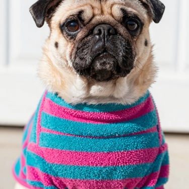 pug con sueter a rayas color azul con rosa