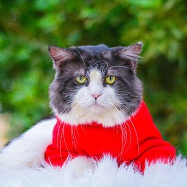 Un gato de pelo largo, blanco y negro, con un suéter rojo brillante, al aire libre.