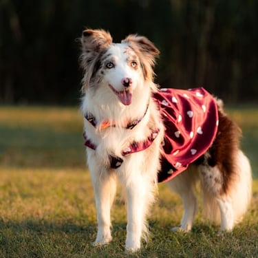 Un perro Border Collie con un vestido rojo estampado de corazones está de pie en un campo de hierba al atardecer.