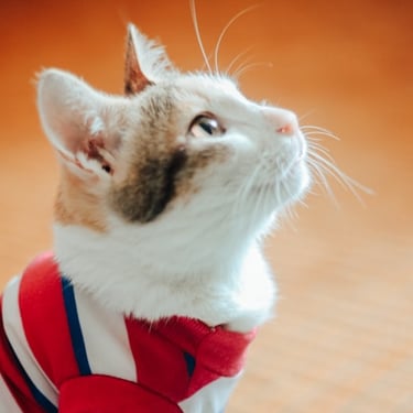 Una gata tricolor con una camiseta de rayas rojas y blancas mira hacia arriba con curiosidad.