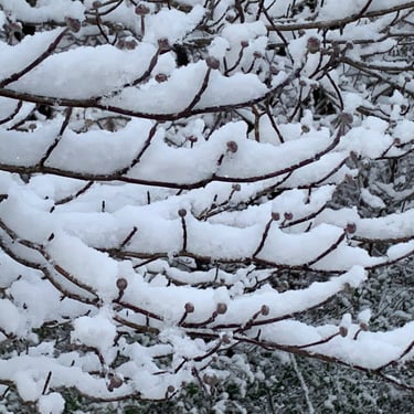 snow stacked on limbs in Alaska
