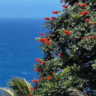 Hawaii coastline with blooming bushes and palms