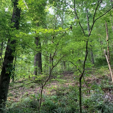 Tennessee woods