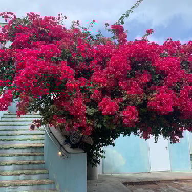 Blooming bush in downtown St. Croix