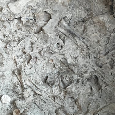 Dinosaur bones in stone