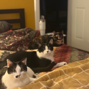 Three cats on bed