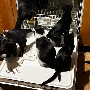 Six kittens in the dishwasher