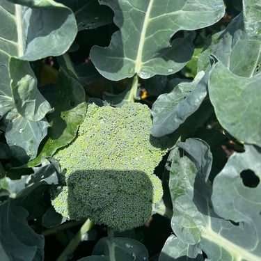 Broccoli in my garden