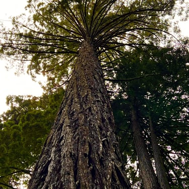 Redwood trees in California