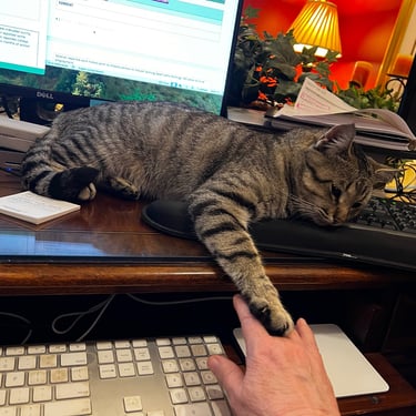 Beaut the cat on desk objecting to me working