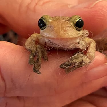 Tiny frog held in fingers on St. Croix